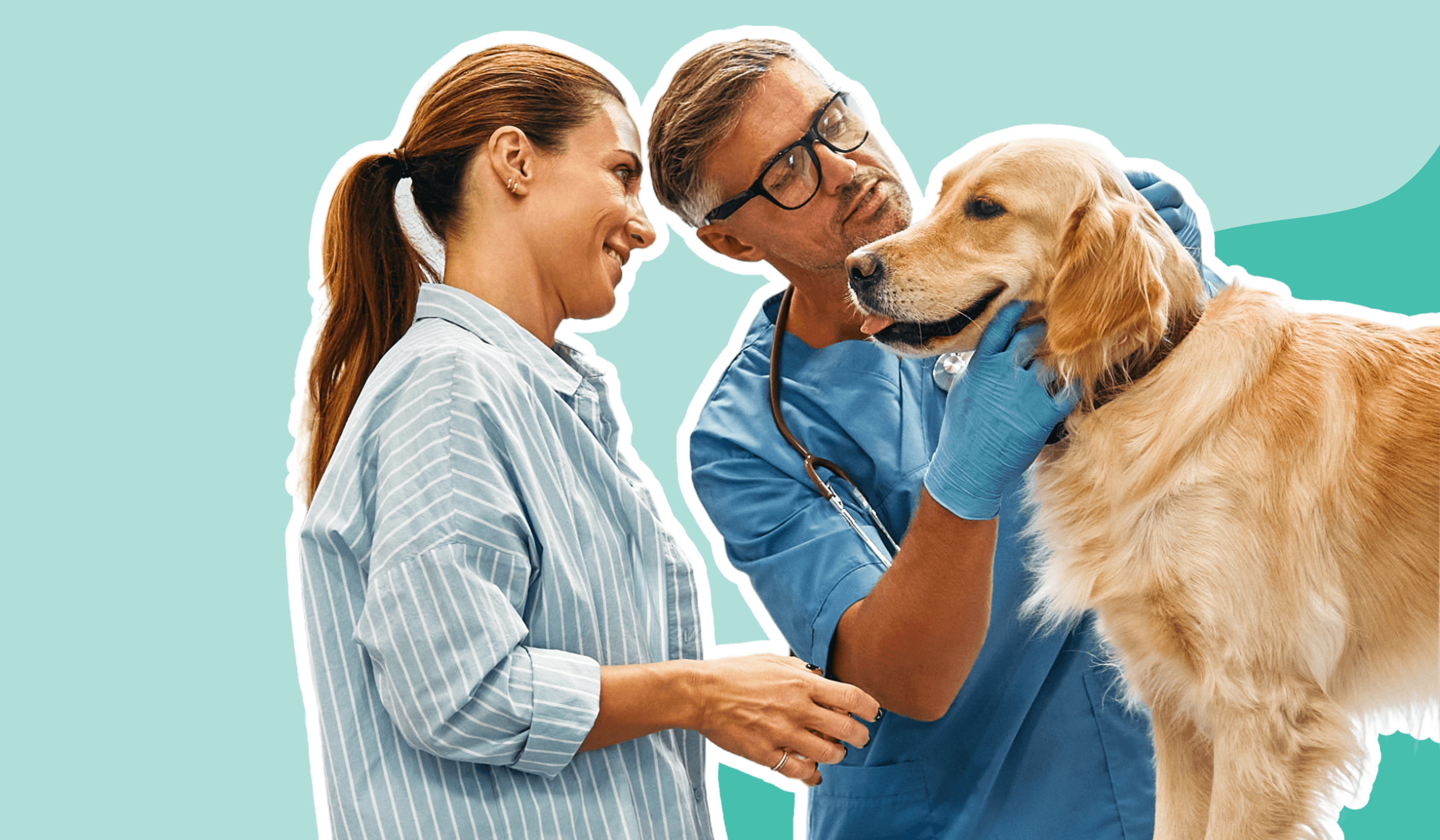Pet owner and vet inspecting golden lab 1030 x 630
