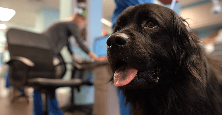 2020 Frisco Emergency Black Dog 760x395