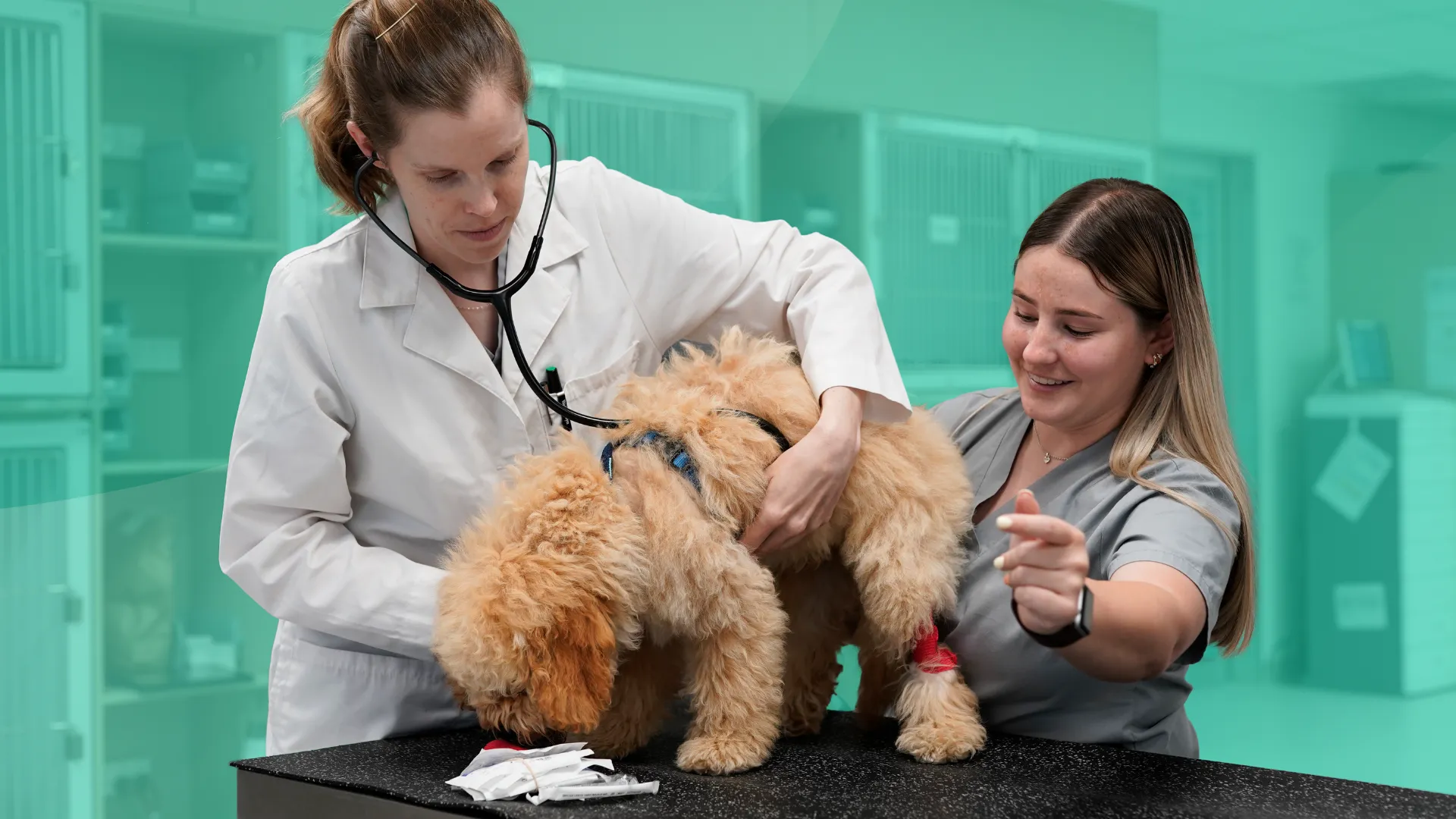 Golden_Doodle_External_Exam