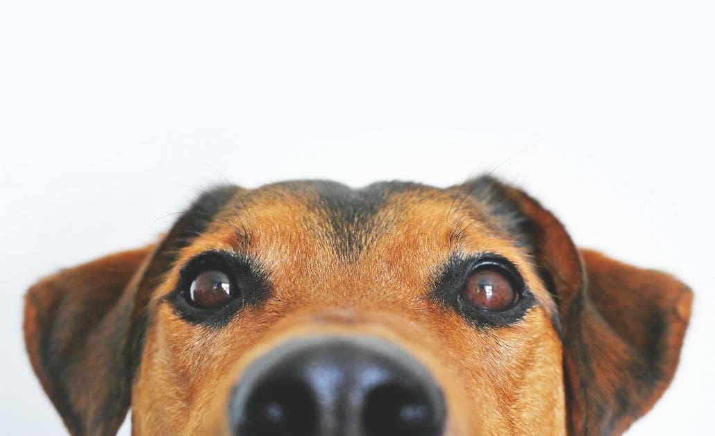 Curious dog 1030 x 630