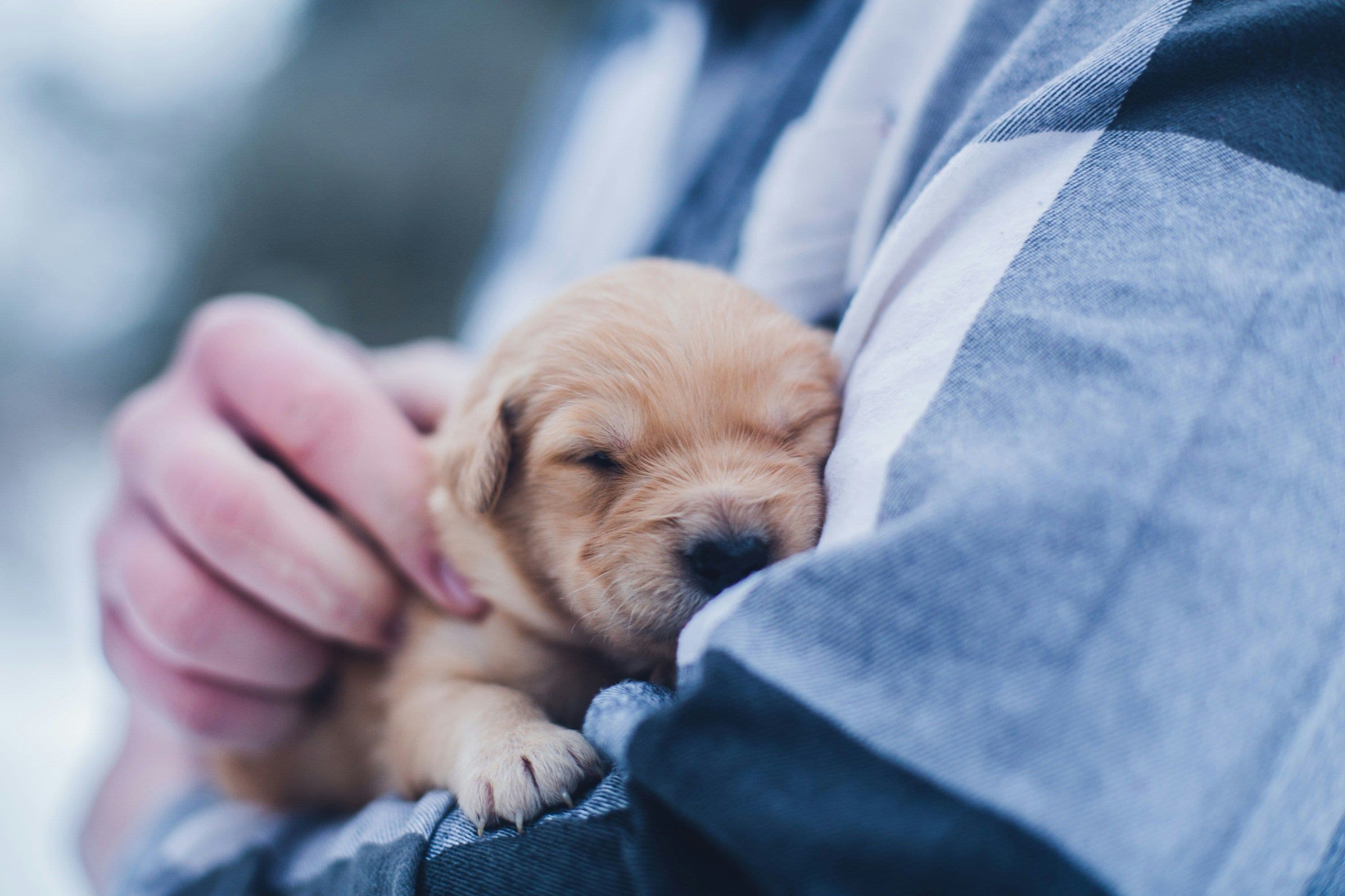 Holding puppy