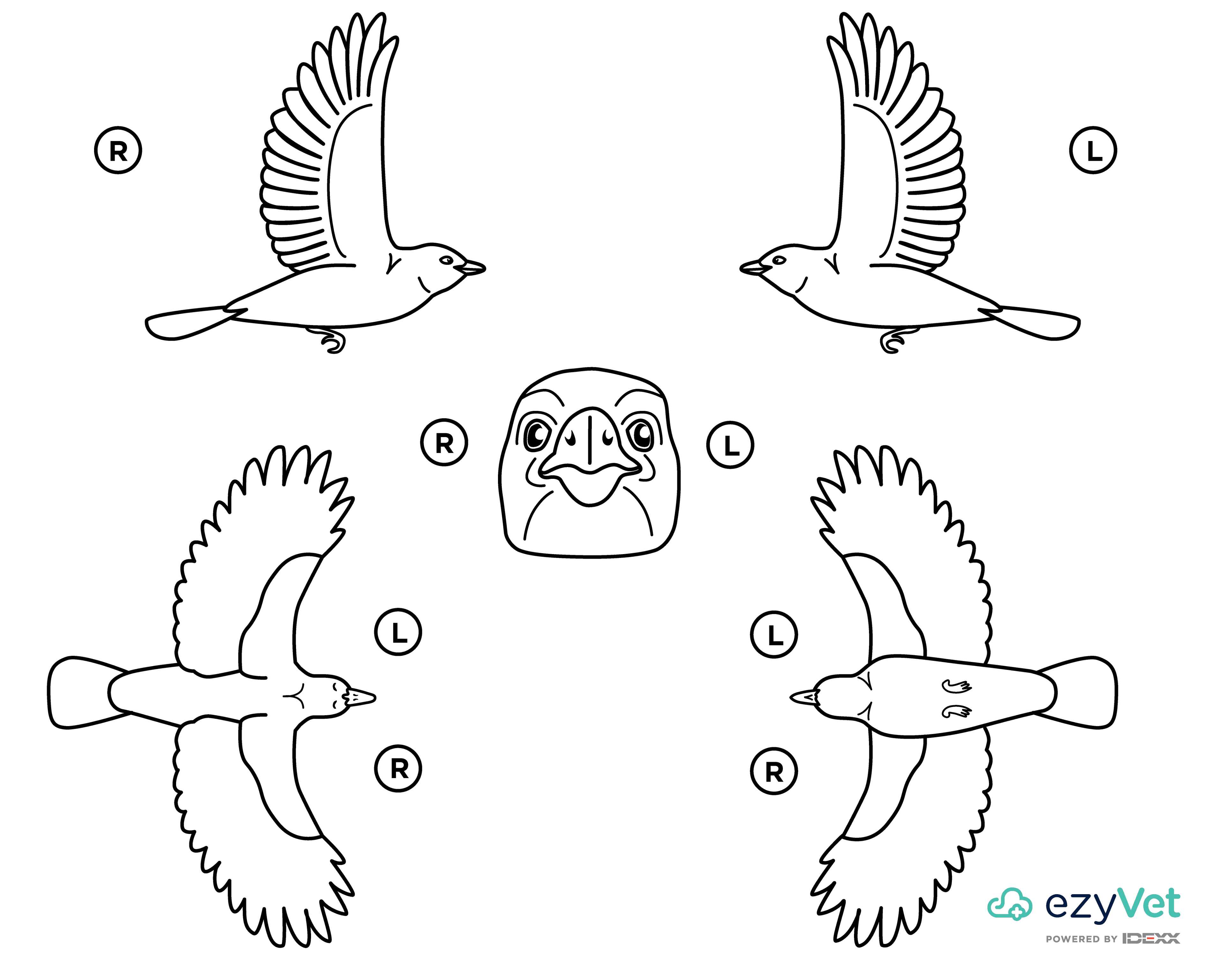 Bird Avian Body Map for Annotation