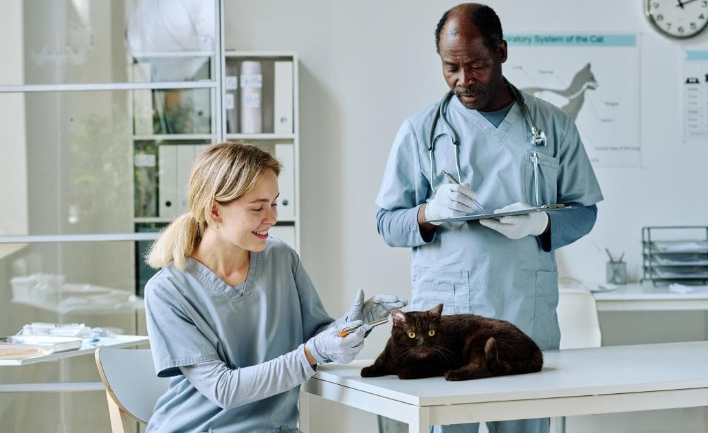 Vets working on a cat 1030 x 630