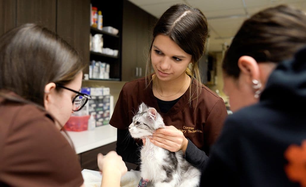 Belacoop_Exam_on_Cat