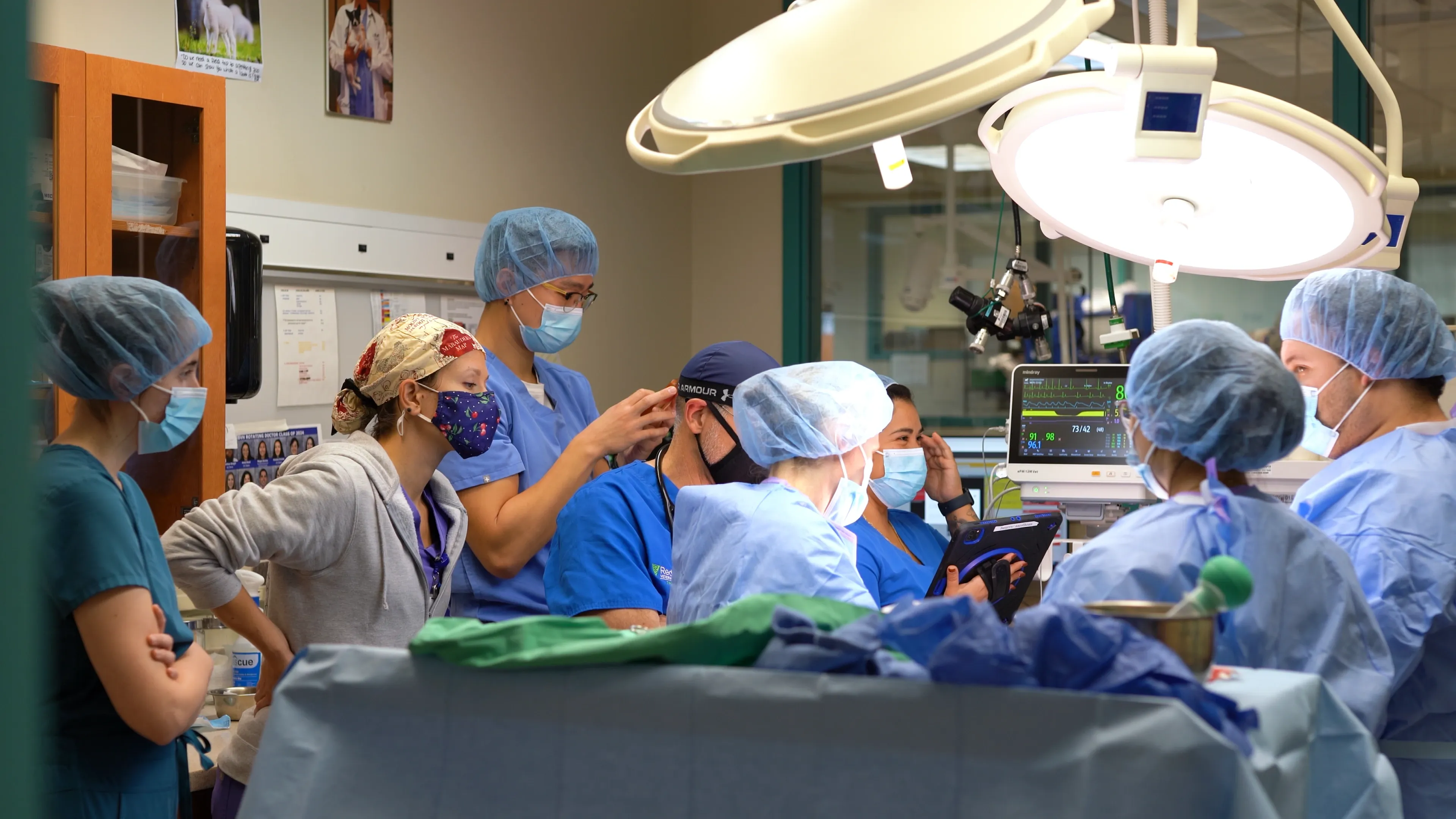 veterinary students in surgery